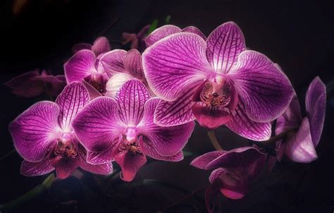 Pink Orchid Wallpapers - Top Free Pink Orchid Backgrounds - WallpaperAccess