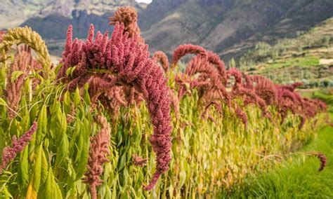 Amaranto Vs Quinoa Qual La Differenza