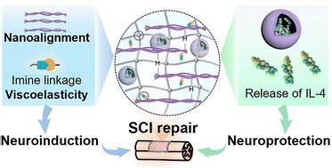 Neuroinduction And Neuroprotection Co Enhanced Spinal Cord Injury