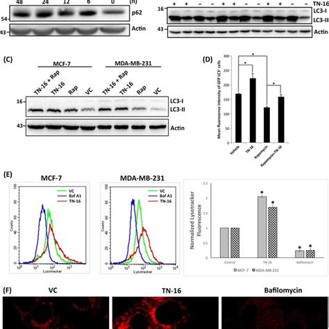 Tn‐16 Disrupts Microtubular Dynamics Mda‐mb‐231 And Mcf‐7 Cells Were