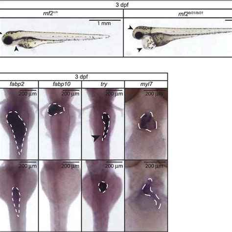 Zygotic Rnf Mutant Zebrafish Embryos Show A Pleiotropic Phenotype A