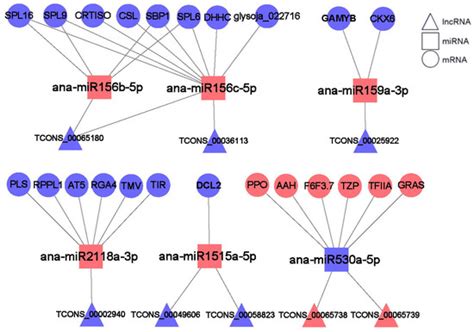 Ijms Free Full Text Combined Lncrna And Mrna Expression Profiles