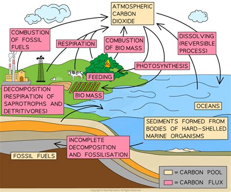 Ib Dp Biology Sl Skills Carbon Cycling Climate Change