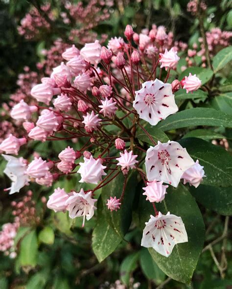 Kalmia Latifolia Mountain Laurel Mail Order Natives