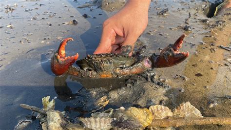 Wow So Big Crab Catching Crab After Low Water Tide Amazing Youtube