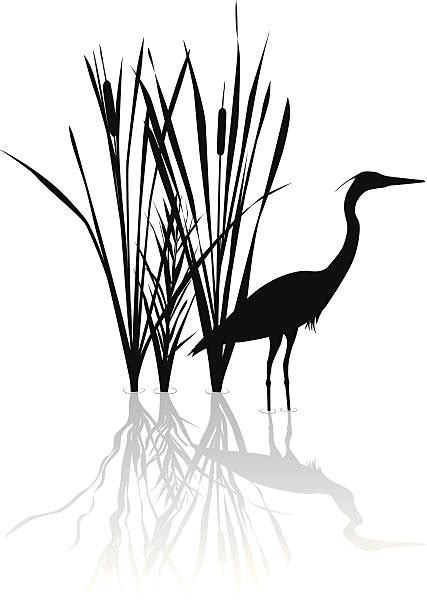 Great Blue Heron Clip Art Vector Images And Illustrations Istock