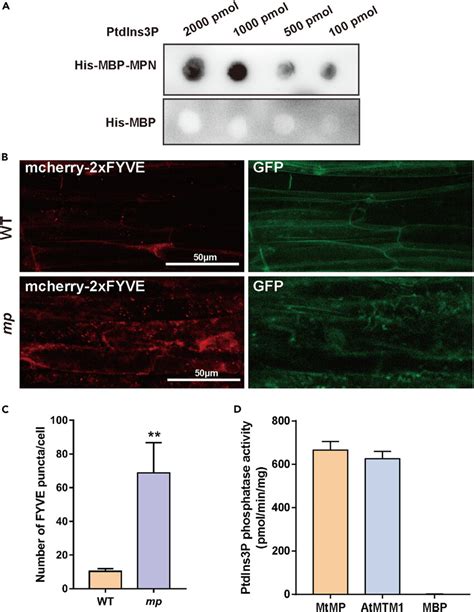 PtdIns3P Phosphatase Activity Of MtMP A Lipid Protein Overlay Assay