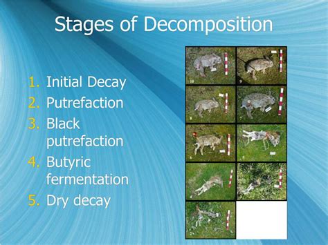 Ppt Body Tissues And Decomposition Powerpoint Presentation Free