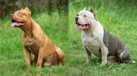 Pitbull vs. American Bully: What's The Difference? | American bully ...