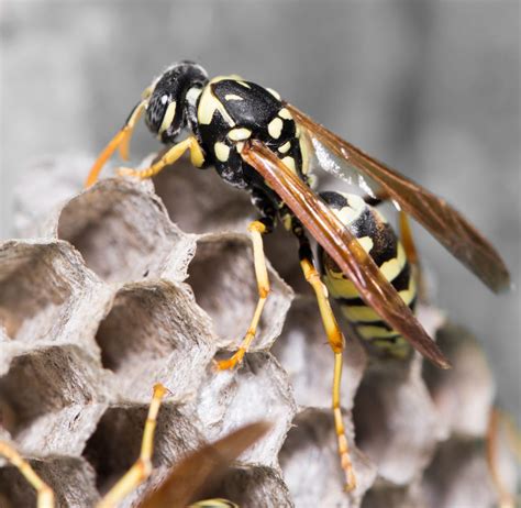 Wasp Removal – 24/7 Emergency Service – Honey Ladies