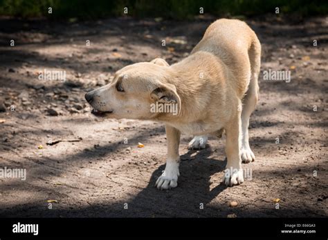 Poor Dog Hi Res Stock Photography And Images Alamy