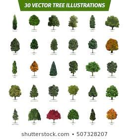 Thirty Different Tree Sorts Names Illustrated Stock Vector Royalty