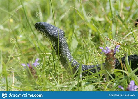 Grass Snake Natrix Natrix Sometimes Called The Ringed Snake Or Water