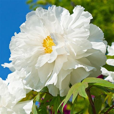 10 Seeds Renkaku Tree Peony Seeds Perennial Authentic Etsy