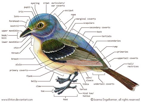 Bird - External Anatomy by khiton on DeviantArt