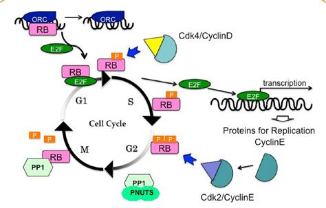 Retinoblastoma Protein Cell Cycle