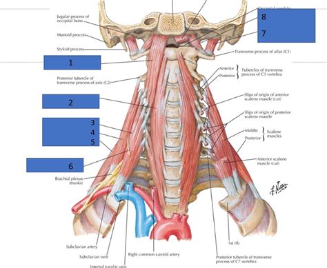 Prevertebral muscles Diagram | Quizlet