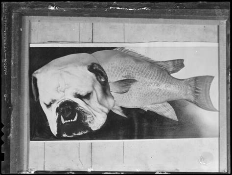 Fish With Dog Head Flickr Photo Sharing