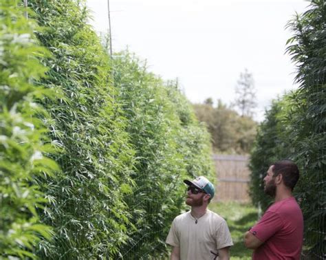 The Phantom of the Farms • Grow Magazine