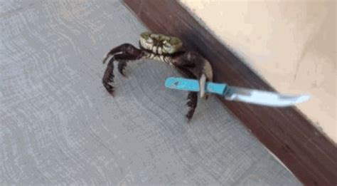 Knife wielding crab Memes - Imgflip