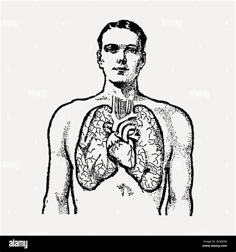 Cardiac Anatomy Drawing Vintage Illustration Vector Stock Vector Image