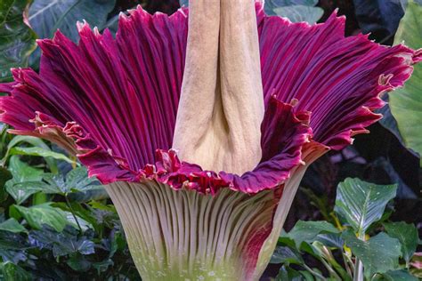 Corpse Plant - San Diego Botanic Garden