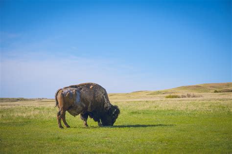 Plains Bison Facts, Habitat, Conservation Status, Zoo Populations ...