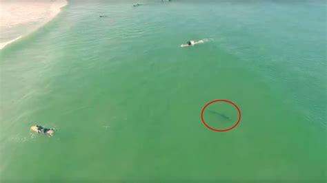 Video Drone Captures Footage Of Shark Swimming Near Surfers Abc7 Los