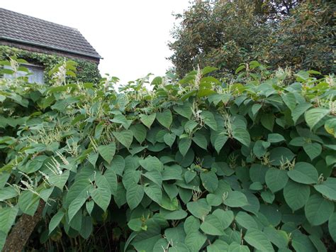 Japanese Knotweed Fallopia Japonica BRITISH NATURE GUIDE