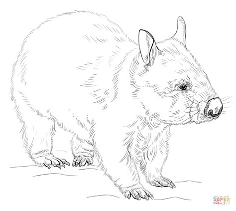 Wombat Coloring Page Free Printable Coloring Pages