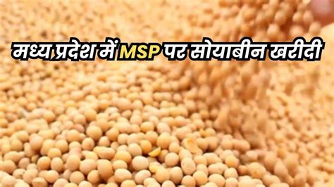 Mp Soybean Kharidi मध्य प्रदेश में 25 अक्टूबर से 31 दिसंबर तक चलेगी सोयाबीन की खरीदी 25 सितंबर