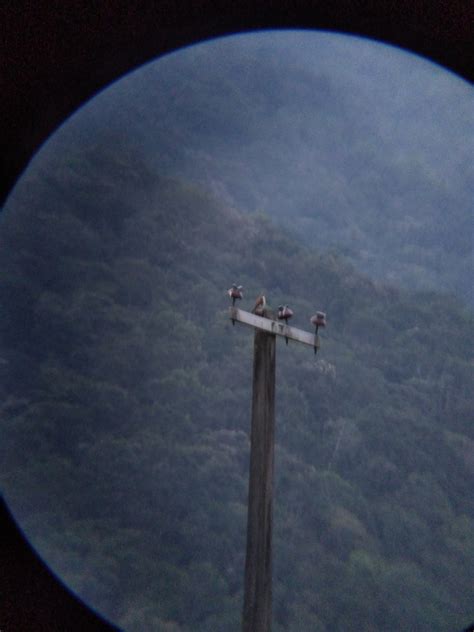 American Kestrel From Ver M Xico On October At