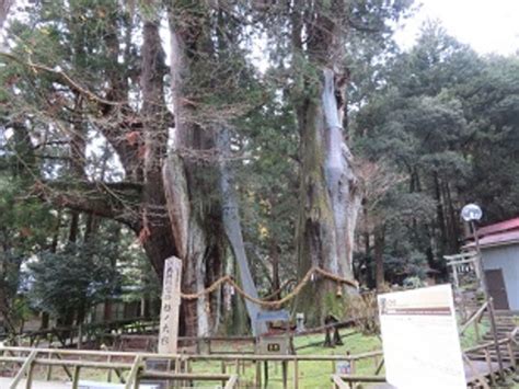 国の特別天然記念物に指定されている神社の杉では日本一の大杉です 杉の大杉のクチコミ じゃらんnet