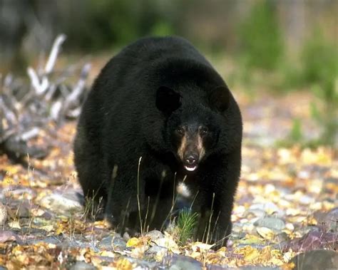 American Black Bear | Animal Bio Wiki | Fandom