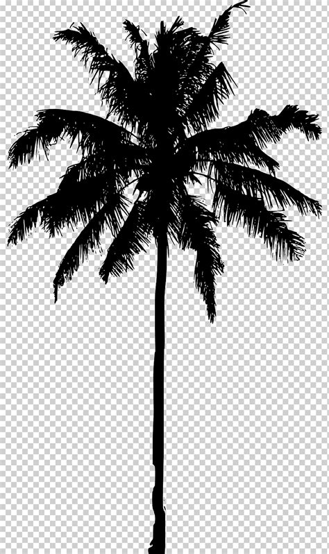 Arecaceae Silhouette Graphy Palm Tree Leaf Branch Monochrome Png