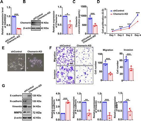 Frontiers Targeting The Chemerin CMKLR1 Axis By Small Molecule