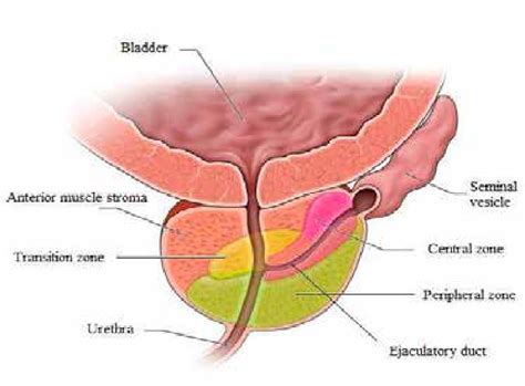 The Prostate Gland Divided By Zones The Seminal Alkaline Plasma Is