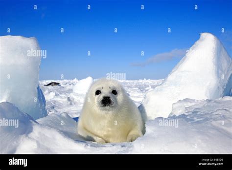 Harp Seal Or Saddleback Seal Pagophilus Groenlandicus Phoca Groenlandica Pup On Pack Ice