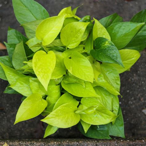 Epipremnum Aureum Neon Pothos Neon Pothos Plants Plant Identification