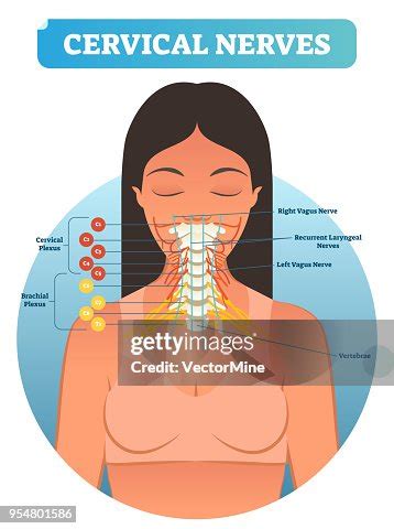 Cervical Nerves Medical Anatomy Diagram Vector Illustration Human ...