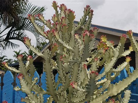 Euphorbia Lactea White Ghost World Of Succulents