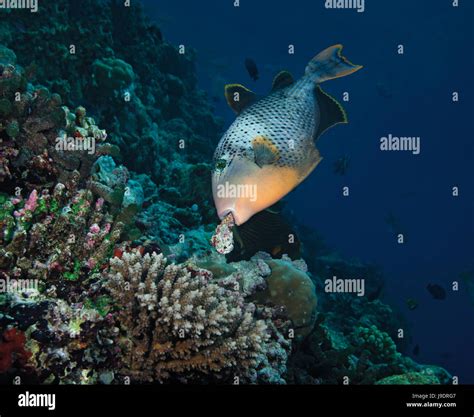 yellowmargin triggerfish pseudobalistes flavimarginatus collecting