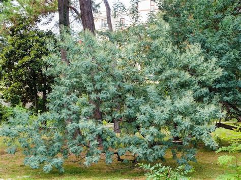 Rbol De Plata Acacia En El Arboreto Foto Premium