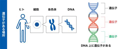 がんゲノム医療とは Sysmex