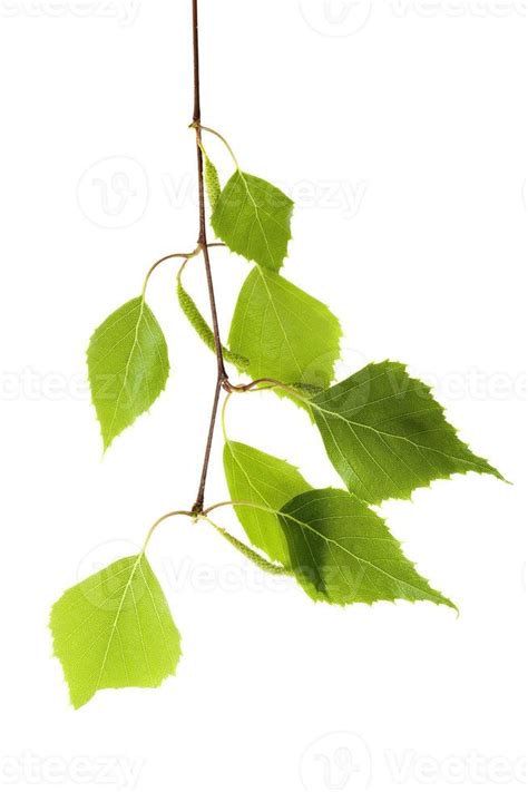 birch leaves on a white background 9445389 Stock Photo at Vecteezy