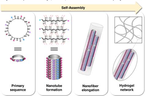 Figure From Hydrogel And Organogel Formation By Hierarchical Self