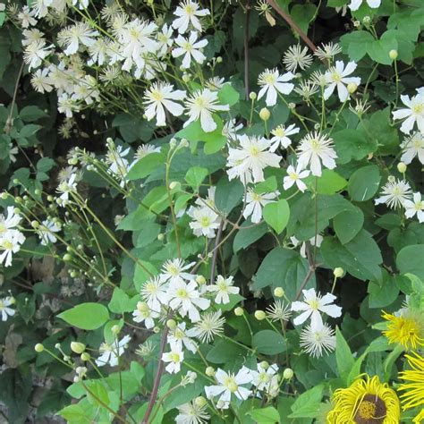 Clematis Paul Farges Fargesioides Summer Snow Superior Quality Climbers