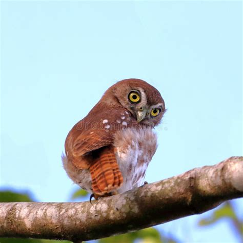 Pigmyowl Glaucidium Brasilianum Ferruginoso Empoleirado Num Galho Foto