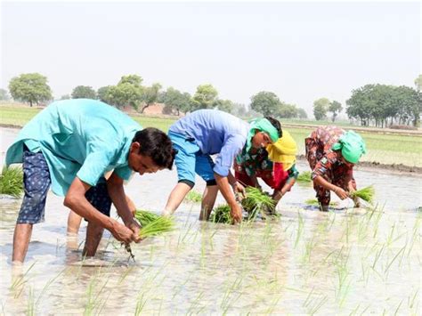 Direct Sowing Technique Fails To Attract Paddy Farmers In Bathinda