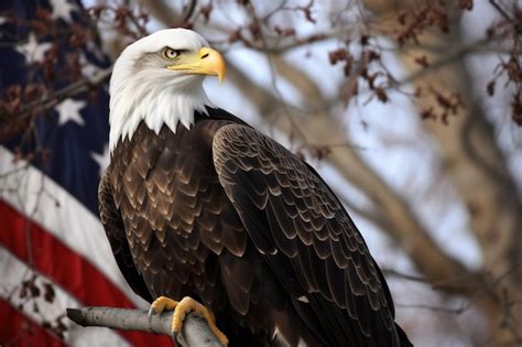 Premium Photo A Bald Eagle Perched On A Tree Branch With An American